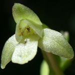 Small Green Wood Orchid