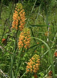 Crested Fringed Orchid