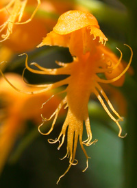 Crested Fringed Orchid