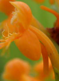 Crested Fringed Orchid