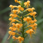 Crested Fringed Orchid Crested Fringed Orchid