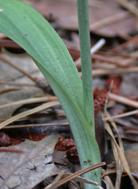 Crested Fringed Orchid