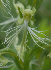 Green Fringed Orchid