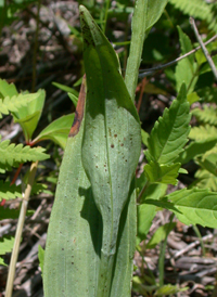 Green Fringed Orchid