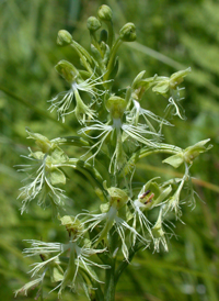 Green Fringed Orchid