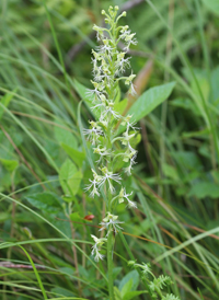 Green Fringed Orchid