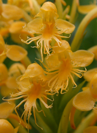 Canby's Fringed Orchid