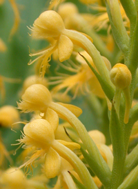 Canby's Fringed Orchid