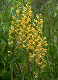 Canby's Fringed Orchid