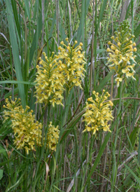 Luer's Fringed Orchid