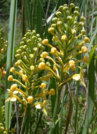 Luer's Fringed Orchid