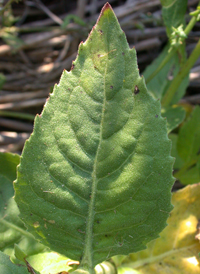 Stinking Camphorweed