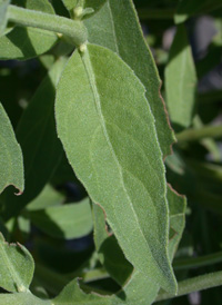 Saltmarsh Fleabane