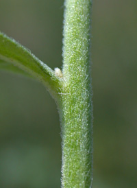 Saltmarsh Fleabane