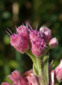 Saltmarsh Fleabane