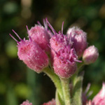 Saltmarsh Fleabane Saltmarsh Fleabane