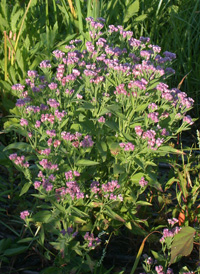 Saltmarsh Fleabane