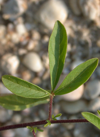 Red-whiskered Clammyweed