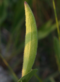 Red-whiskered Clammyweed