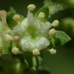 Ditch Stonecrop Ditch Stonecrop