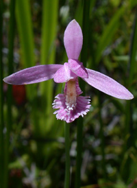 Rose Pogonia