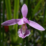 Rose Pogonia Rose Pogonia