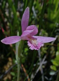 Rose Pogonia