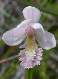 Rose Pogonia