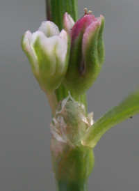 Equal-leaved Knotgrass