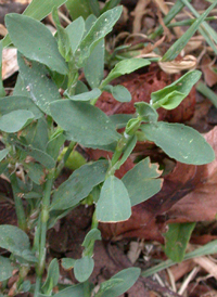 Equal-leaved Knotgrass