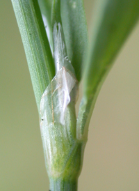 Equal-leaved Knotgrass