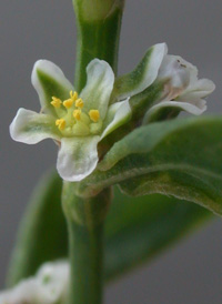 Equal-leaved Knotgrass