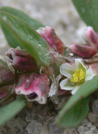 Small's Knotgrass