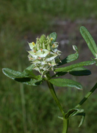 Cross-leaved Milkwort 