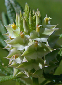 Cross-leaved Milkwort 