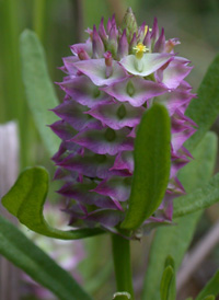 Cross-leaved Milkwort 