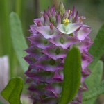 Cross-leaved Milkwort Cross-leaved Milkwort