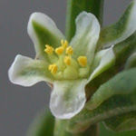 Erect Knotgrass Erect Knotgrass