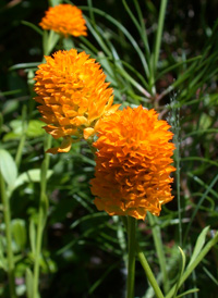 Orange Milkwort 