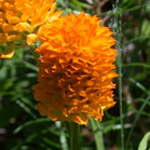 Orange Milkwort Orange Milkwort