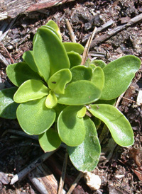 Orange Milkwort 