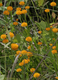 Orange Milkwort 