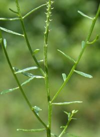 Nuttall's Milkwort 