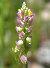 Nuttall's Milkwort 