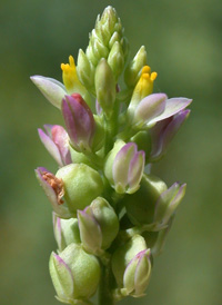 Nuttall's Milkwort 