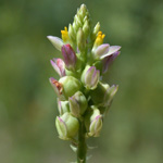 Nuttall's Milkwort Nuttall's Milkwort