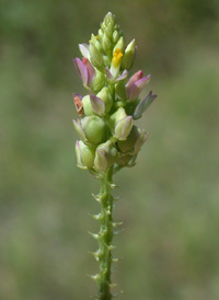 Nuttall's Milkwort 