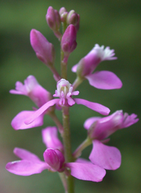 Racemed Milkwort 