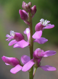 Racemed Milkwort 