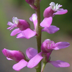Racemed Milkwort Racemed Milkwort